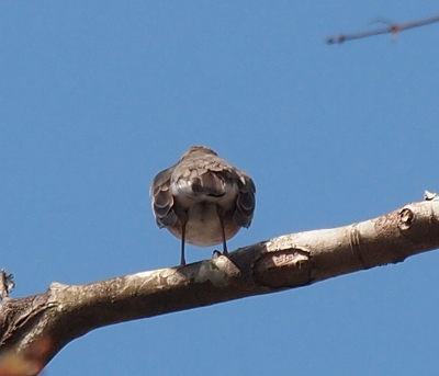 [A robin perched on a branch above the camera and facing away from it. Its head is not visible. Its back and side grey feathers completely surround the white underside. Its skinny black legs come from the middle of the white underside down to the feet on the branch. The branch is about 1.5 inches in diameter.]